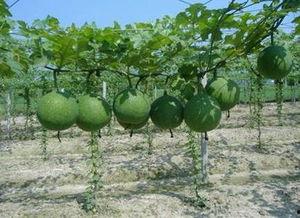 吃瓜梳理,吃瓜群众视角下的娱乐圈风云录