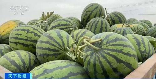 来烟台旅游吃瓜事件,一场意外引发的美食风波