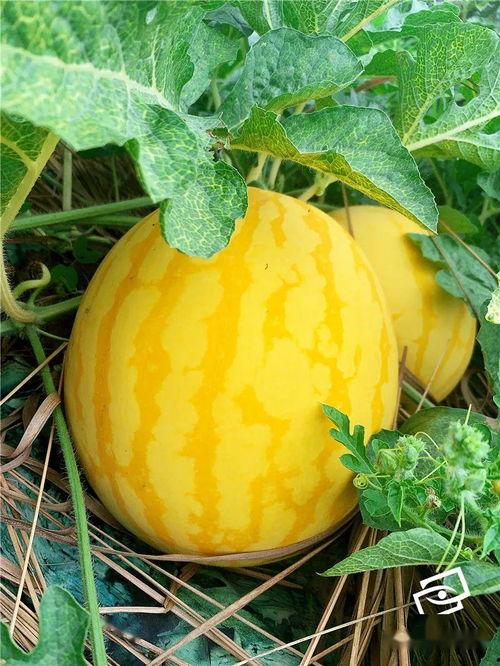 吃瓜壁纸手机超清,手机超清视觉盛宴背后的故事