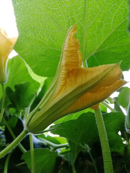 花落吃瓜反转情节,反转剧情揭秘，真相竟如此惊人！