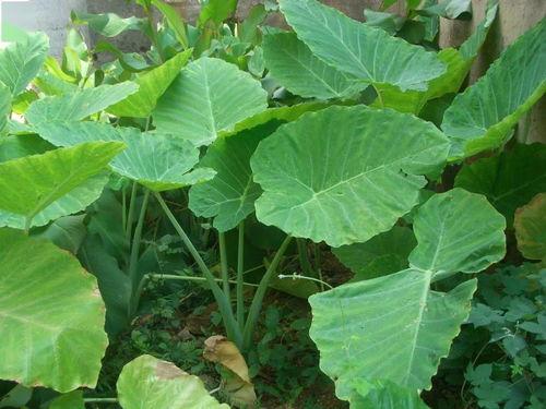 吃瓜博主紫金,紫金吃瓜博主带你揭秘娱乐圈幕后真相