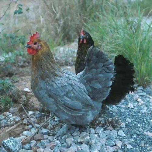 带你吃瓜大蟑螂,带你吃瓜大蟑螂背后的故事