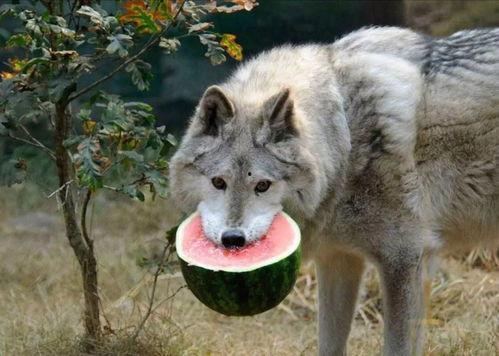 直男直女吃瓜,揭秘娱乐圈那些不为人知的幕后故事