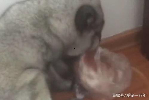 印度吃狐狸瓜,探寻狐狸瓜的独特风味