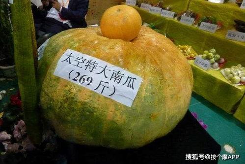 寿光全福元吃瓜,瓜香四溢，品味夏日清凉