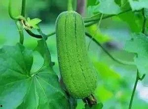 秋天不宜吃三瓜,远离三瓜，健康度秋