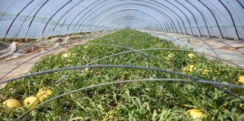 威海五一免费吃瓜,五一威海免费畅享瓜果盛宴