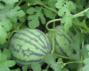 产妇可以吃京瓜,产妇必尝的京瓜美味