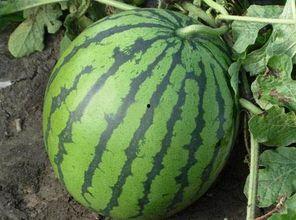 产妇可以吃京瓜,产妇必尝的京瓜美味