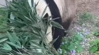 游客吵架萌兰吃瓜,萌兰吃瓜成焦点