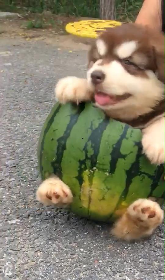 吃瓜狗被打,一场网络暴力引发的争议