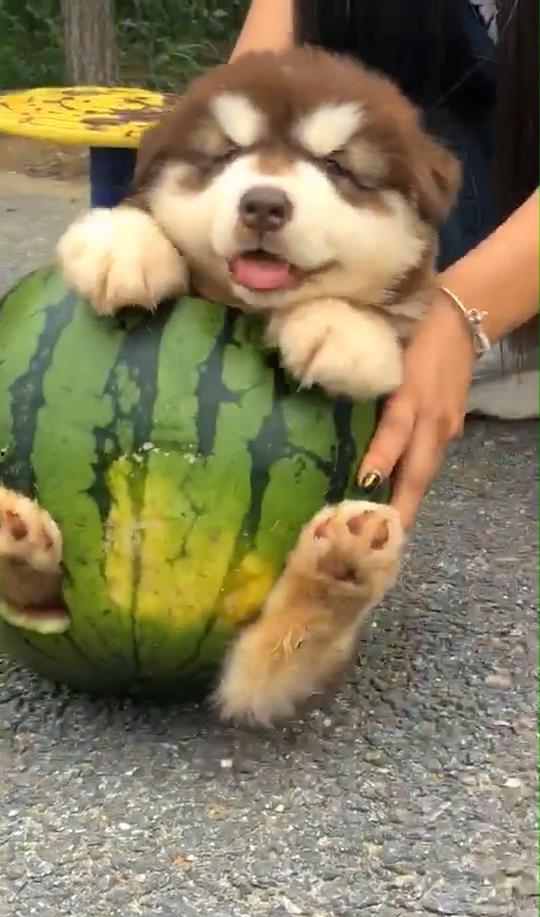 吃瓜狗被打,一场网络暴力引发的争议