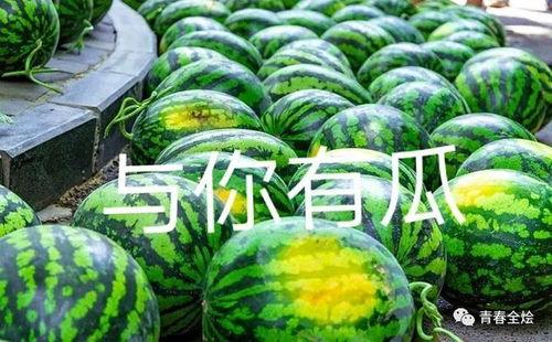 南京经管学院吃瓜,校园生活趣味瞬间大揭秘