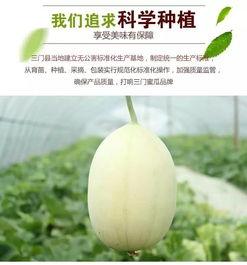 台州直播吃瓜,一场全民参与的美食盛宴