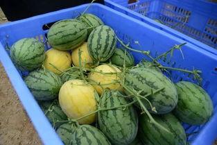 蒙自吃瓜群,揭秘当地美食文化圈