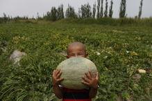 地里吃瓜都吃不明白,为何吃瓜都吃不明白？