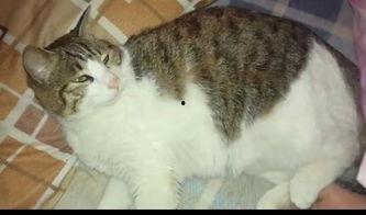 吃瓜群众猫咪图片,猫咪视角下的趣味瞬间