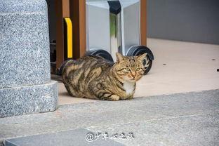 吃瓜群众猫咪图片,猫咪视角下的趣味瞬间