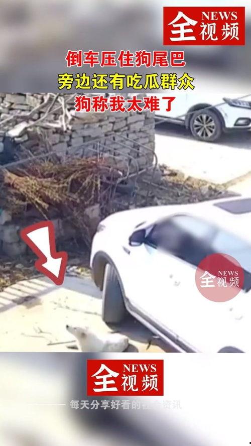 倒车吃瓜,揭秘汽车后视镜中的趣味瞬间