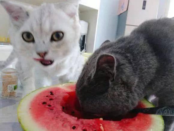 猫咪吃瓜呕吐,揭秘瓜类对猫咪的影响