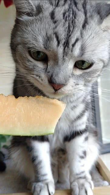 猫咪吃瓜呕吐,揭秘瓜类对猫咪的影响