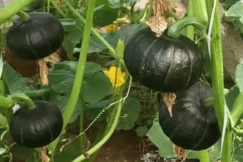 贝贝瓜凉了可以吃吗,贝贝瓜凉了还能安全食用吗？揭秘瓜果保鲜与食用安全