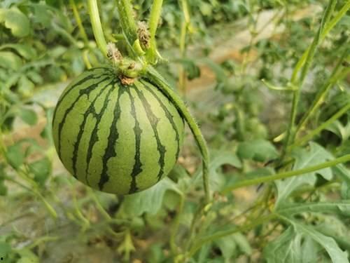 济南网红吃瓜,揭秘城市美食新潮流