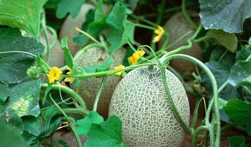 防晒吃瓜,夏日健康生活新风尚