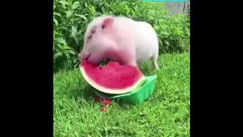 猪吃洋瓜